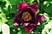 Rockii Peony: GU CHENG XIANG HUI